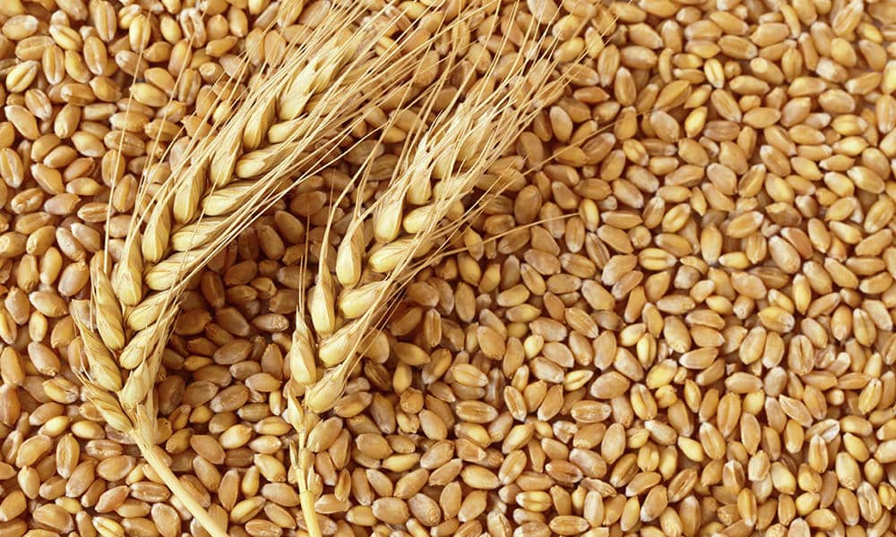 سبوس گندم